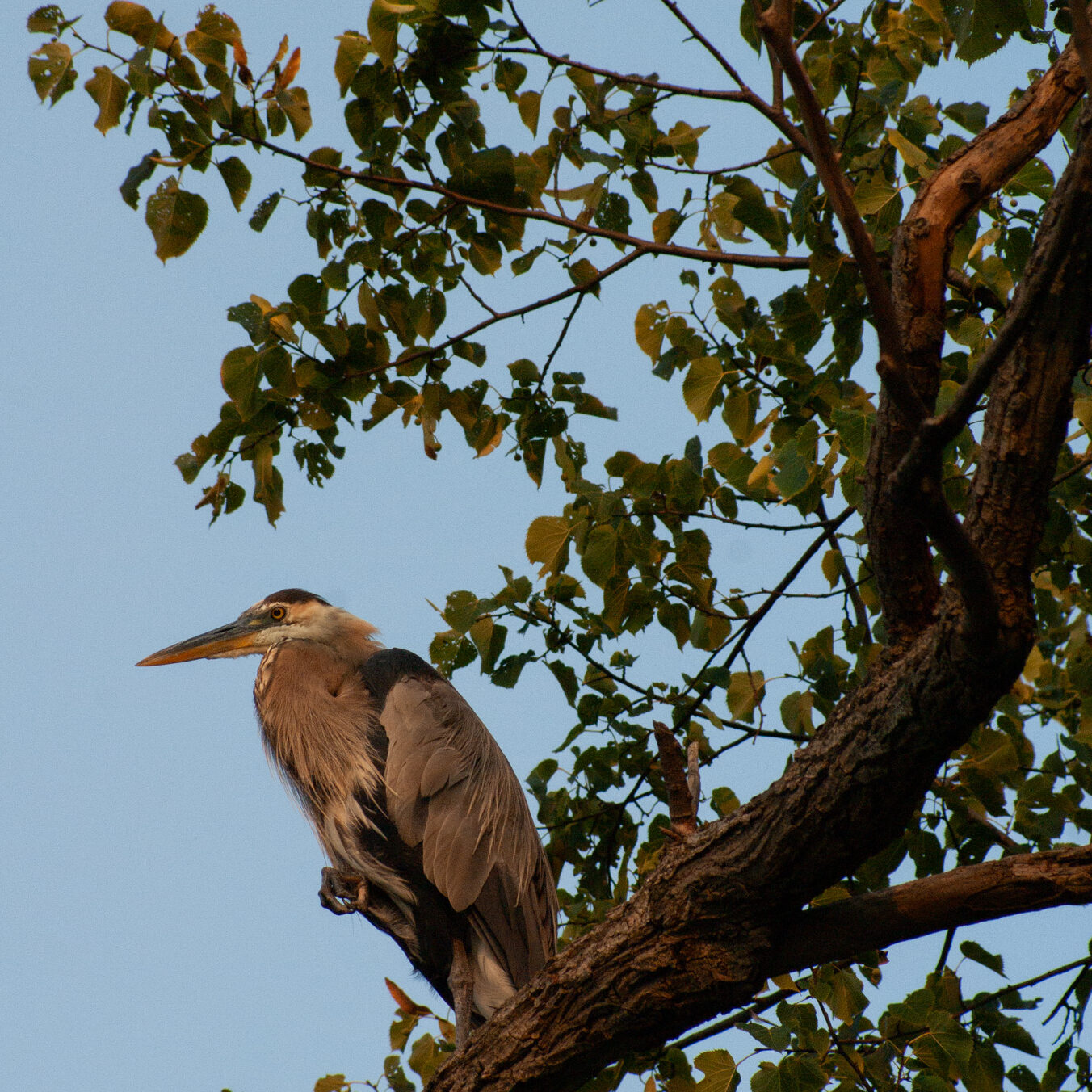 SONY DSC